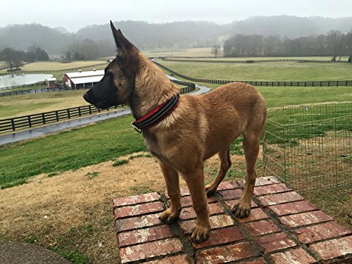 ComfortFlex Martingale Dog Collar - 1.5" Wide, Reflective, Adjustable, Fully Padded Nylon, Gentle Control, Escape-Proof, Limited Slip Design, Made in The USA, Medium, Hunter Orange - PawsPlanet Australia