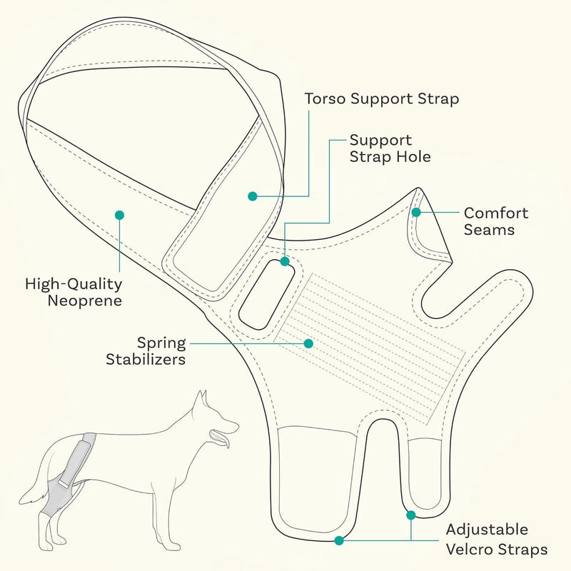 Pezluxe Dog Knee Braces for Back Leg, Adjustable Torn ACL Brace for Dogs, Breathable Dog Hip Brace with Stabilizers for Arthritis, Joint Stability, Luxating Patella & Post-Surgery Recovery (S) S