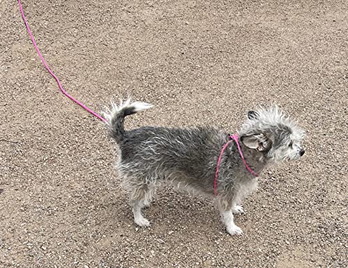 12-Foot Mini Pig Harness - Adjustable Harness & Leash for All Animals - Pigs, Ferrets, Rabbits, Guinea Pigs, Dogs, Cats, Reptile, and Chickens Pink - PawsPlanet Australia