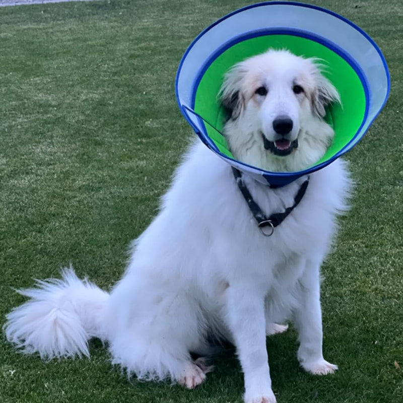 Soft Dog Cone Collar for Dogs After Surgery, Cone for Dogs Prevent Licking, Adjustable Recovery Collars for Dog, Includes 2 Rolls of Self-Adhesive Pet Vet Wrap (Blue, 9.4-11.8in) Blue Size L(Neck:9.4in.-11.8in.)