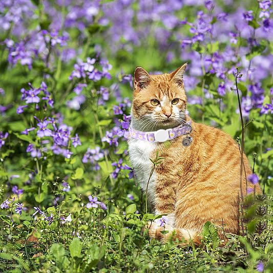 Lionet Paws 2pcs Pack Cotton Cat Collar,Breakaway Buckle with Daisy Pattern and Brand Pendant Cute Adjustable Cat Kitten Collar,Ideal for Girl Cats Boy Cats Uniform - PawsPlanet Australia