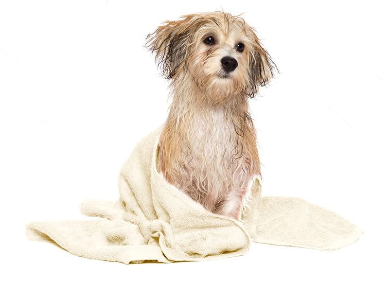 DAN RIVER 100% Cotton Dog Bath Towel Ultra Soft 450 GSM Super Absorbent Quick Drying Paw Embroidered Pattern and Lint-Free Cat, Puppy & Pet Grooming Towel | 20x40 inches | Cat Hair, Short Bread Shortbread - PawsPlanet Australia