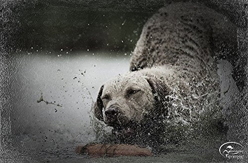 SportDOG Brand Plastic Dummies - Hunting Dog Training Tool - Adjustable Weight and Firmness - Floats Regular Orange - PawsPlanet Australia