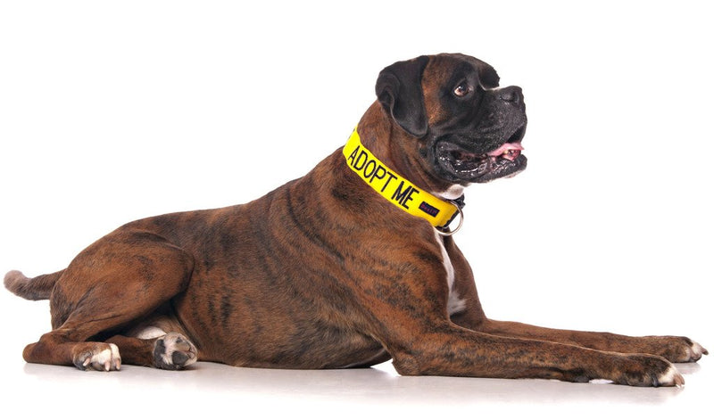 Adopt ME Yellow Color Coded S M L XL Buckle Dog Collars Donate to Your Local Charity (L-XL Collar 15-25" Lx1.5 W) - PawsPlanet Australia