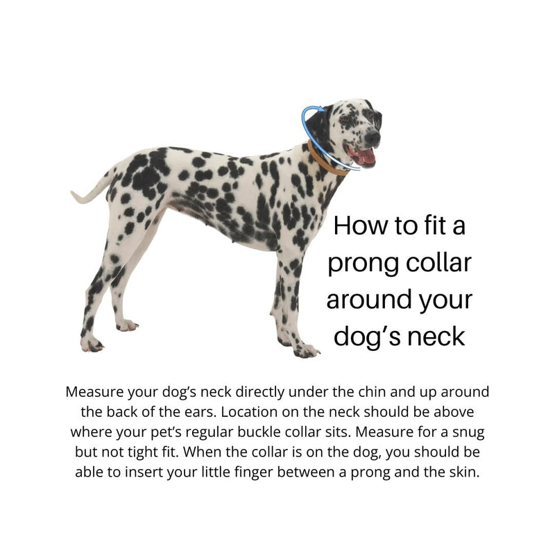 Buckle 1.5mm Stainless Dog Training Collar for Small Breeds | 8” Prong Collar for Dogs Dogs 6-26lbs | No-Pull Collar | Behavior Aid | Fire Engine Red - PawsPlanet Australia
