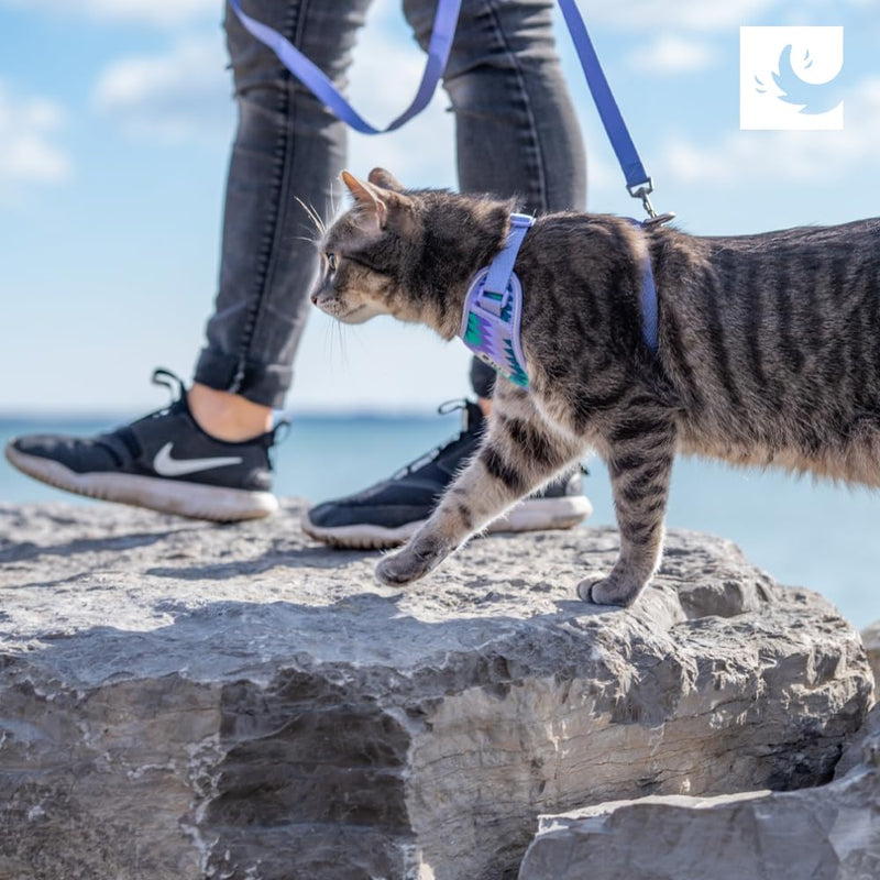 RC Pets Adventure Kitty Harness Includes Adjustable, Airmesh Fabric, 6' Leash and D-Ring Cat Walking Harness | Splatter, Large - PawsPlanet Australia