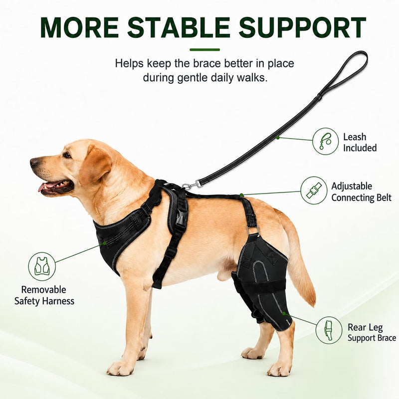 (M Dog Rear Leg Brace with Safety Harness and Leash, Adjustable Hind Leg Knee & Hip Support Wrap for Senior Dogs, Removable Straps for Weak Back Legs, Arthritis or Hip Dysplasia Support (M)