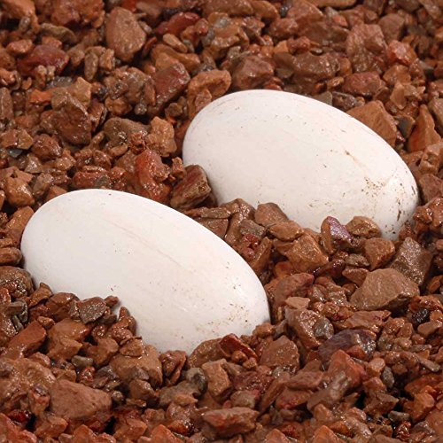 Pangea Hatch Premium Reptile Egg Incubation Substrate (1 lb) (Package May Vary) 1 Pound (Pack of 1) - PawsPlanet Australia