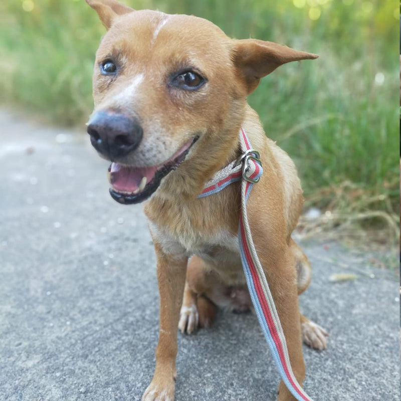 Boswany 10FT / 15FT / 20FT Anti-Choke Slip Lead Dog Leash, 1” Wide Soft Thick Long Training Leash for Strong Small Medium Large Dogs 1'' x 15 FT red - PawsPlanet Australia