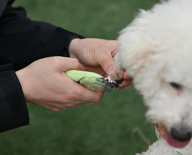 3 in 1 Dog & Cat Pets Nail Clippers and Trimmers-with Safety Guard to Avoid Overcutting. LED Dog Nail Clipper with Light, Illuminates Nails or Bloodline for Safe and Easy Trimmers,for Cats & Dogs - PawsPlanet Australia