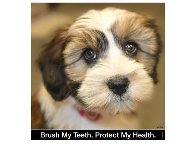 Brush My Teeth Small Dog Toothbrush, Rounded Brush Head -Soft Flexible Bristles, Safe and Gentle Brushing for Small Dogs, Small Breeds and Puppy, Daily Brushing Adds Years of Healthy Life, Multicolor 1 Count (Pack of 1)