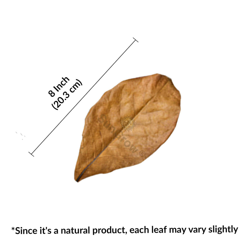 SunGrow Betta Leaves, Beneficial Indian Almond Leaves for Overall Development Large (8 inch, 10 pack)