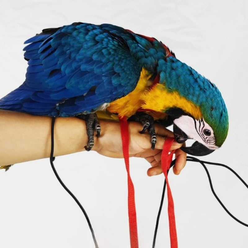Adjustable Bird Harness with 78.7 Inch Leash, Outdoor Flying Training Rope Kit for Bird Parrots, Parrot Flying Rope Straps Outdoor Training Traction Rope for Small Medium Large Size Birds (XL) XL - PawsPlanet Australia