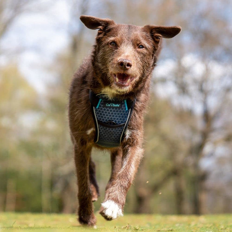 CarSafe Crash Tested Dog Safety Harness - Crash Tested to 32Kg/70lbs, Safely Secure Dog in The Car, Comfortable and Padded Design. for Toy, Small, Medium and Large Dogs (Size Small) - PawsPlanet Australia