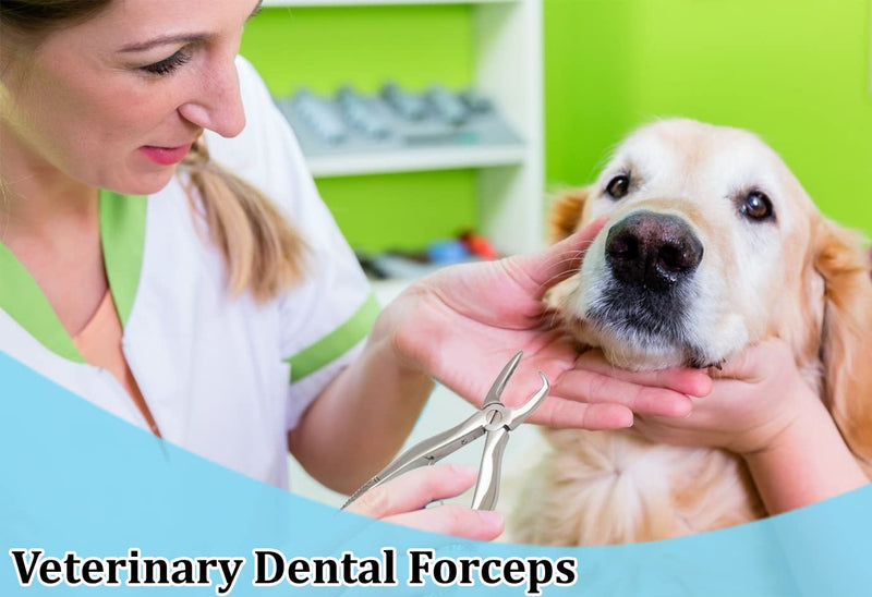 Tartar Remover Forceps Small Size 4½" Dental Veterinary Dog PET Canine A+ Quality - PawsPlanet Australia