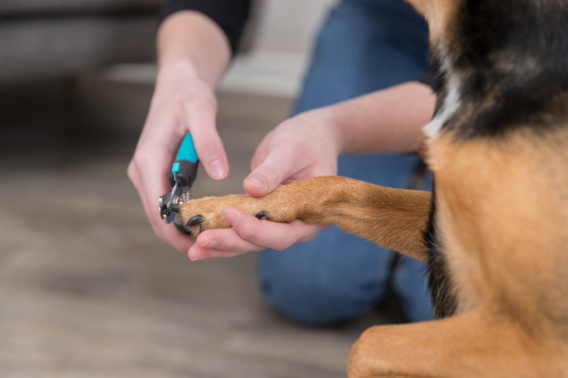TRIXIE claw scissors for small dogs, cats, small animals and birds - with safety lock - limitation prevents strong shortening - stainless steel - rubberised plastic handle - blue/black - 12 cm - 2367 - PawsPlanet Australia