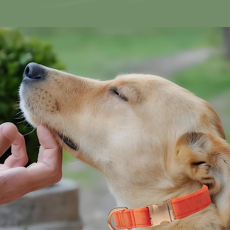Velvet Dog Collar for Small Medium Dog, Durable Soft Velvet, White Green Orange Brown for Girl Boy, Adjustable Metal Buckle Puppy Collar Suitable for Running, Playing and Weddings. (Orange, XS) - PawsPlanet Australia