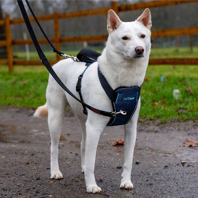 Carsafe Crash Tested Dog Harness Blue Medium - PawsPlanet Australia