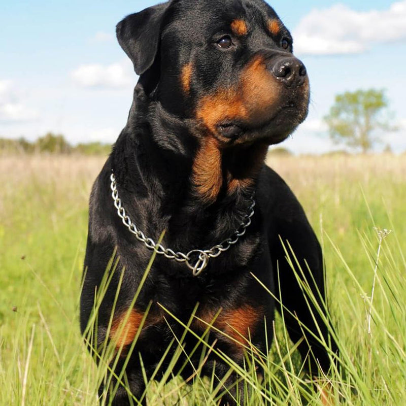 Chain Dog Choker Collar, Metal Slip Link Training Heavy Duty Choke Dog Collar Puppy Collars for XXS XS Small Medium Large Big XL Breed Dogs, 2xSilver XL Silver x2 XL(Neck Max 22inch)D4mm - PawsPlanet Australia