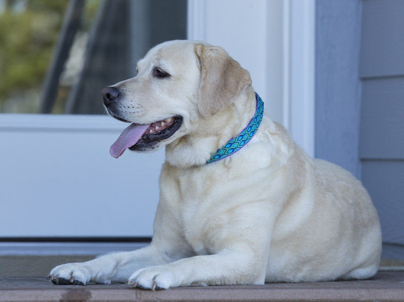 LupinePet Originals 1" Rain Song 15-22" Martingale Collar for Medium and Larger Dogs 1"W; 15-22"Neck - PawsPlanet Australia