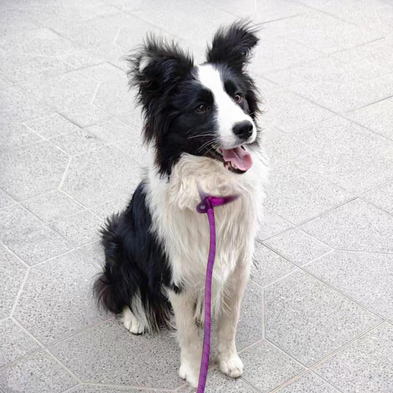 7ft Slip Lead Dog Leash for Small Dogs, Anti-Pull Puppy Training Lead, Lightweight Pet Slip Rope Leash Easy On/Off, Purple 1/4'' x 7 FT - PawsPlanet Australia