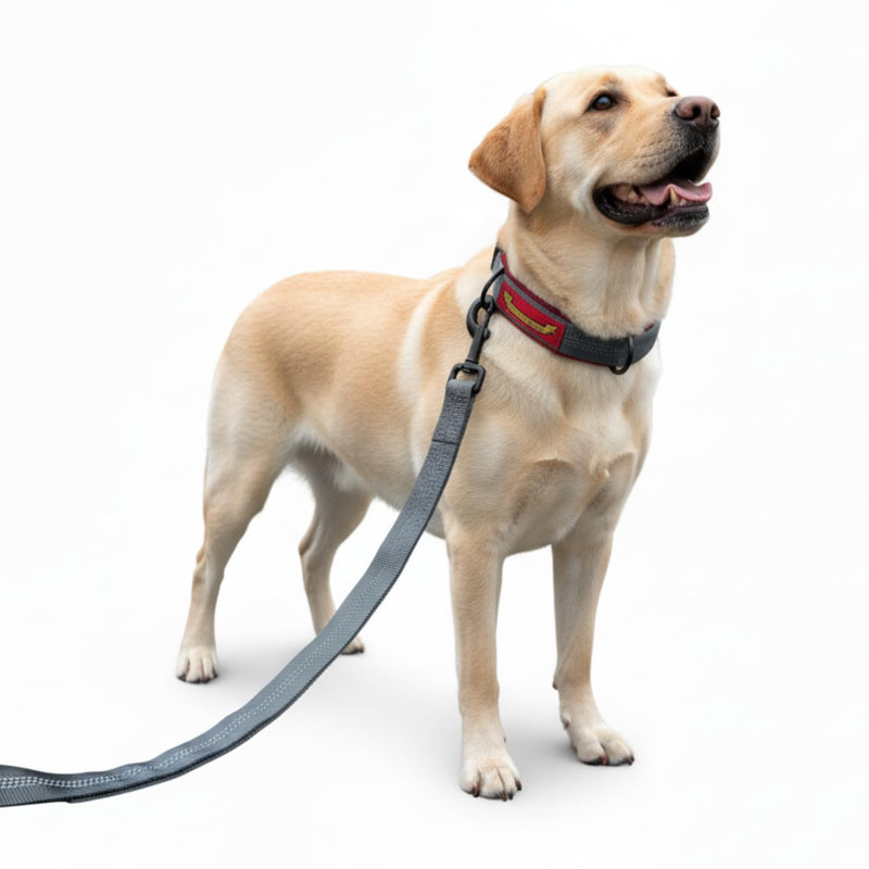 Retractable Dog Lead – Extendable Slip Lead for Small, Medium & Large Dogs, Hands-Free Anti Pull Leash with all harness Compatibility 1.5 to 2.5M Red.Grey One Size - PawsPlanet Australia