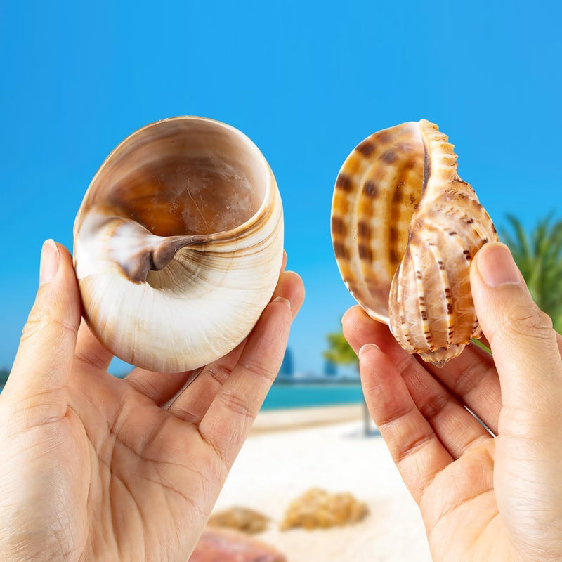 6Pcs Hermit Crab Shells Large, Natural Conch Shell Size 2.8" - 3.8", Opening Size 1.6" - 2.7", Hermit Crab Habitat, Large Sea Shells for Hermit Crab Supplies and Beach Decoration - PawsPlanet Australia