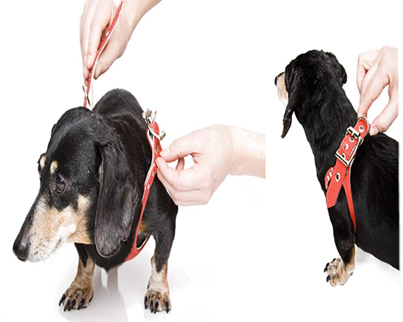 BUDDY BELT Harness Pebble Grain Blue - Premium Edition (7) 7 - PawsPlanet Australia