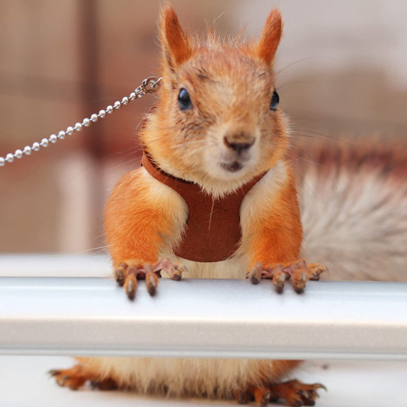 3 Pack Squirrel Harness and Leash Set - Adjustable Traction Rope Strap Anti-Biting Chain,Small Animal Training Walking Vest Leash for Squirrel Gerbil Chinchilla Rat (3 Pack (S/M/L),Brown) 3 Pack (S/M/L) Brown - PawsPlanet Australia