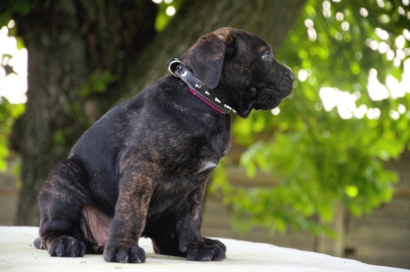 Bestia "Spiky Collar with Blunt Screw Tips. Suitable for Small Dog Breeds or Puppies. 1" Wide Soft Padded Leather Interior & Exterior Handmade in Europe! S- fits a neck of 9.8 - 11.8 inch Cushion Pink - PawsPlanet Australia
