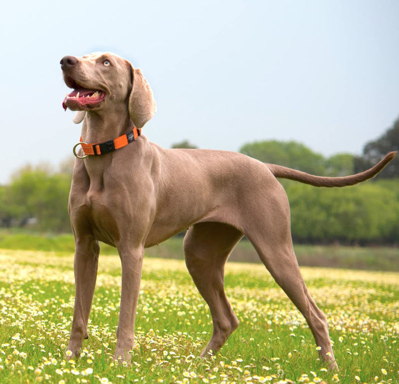 Reflective Dog Collar for Large Dogs, Adjustable from 13-22 inches, Red 3/4" Large