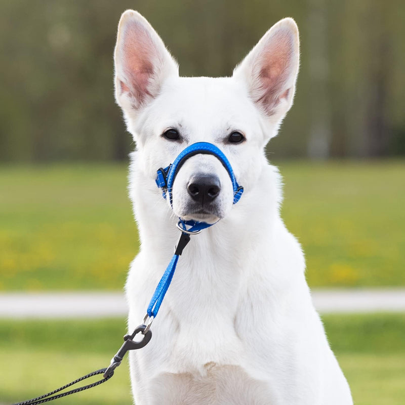 GoodBoy Dog Head Halter with Safety Strap - Stops Heavy Pulling On The Leash - Padded Headcollar for Small Medium and Large Dog Sizes - Head Collar Training Guide Included 3 Blue - PawsPlanet Australia