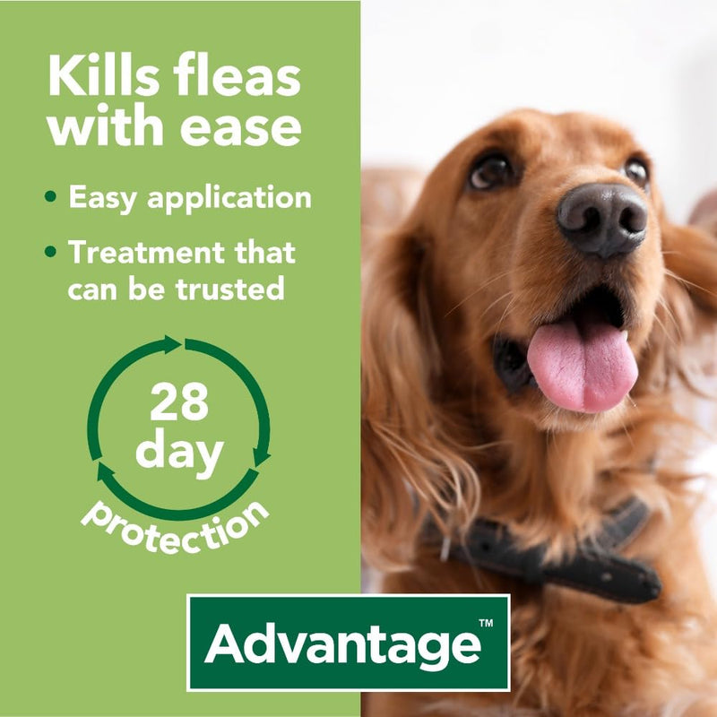Advantage 250 Flea Spot On Treatment For Dogs 1 Pipette 2.5ml 10-25kg - PawsPlanet Australia