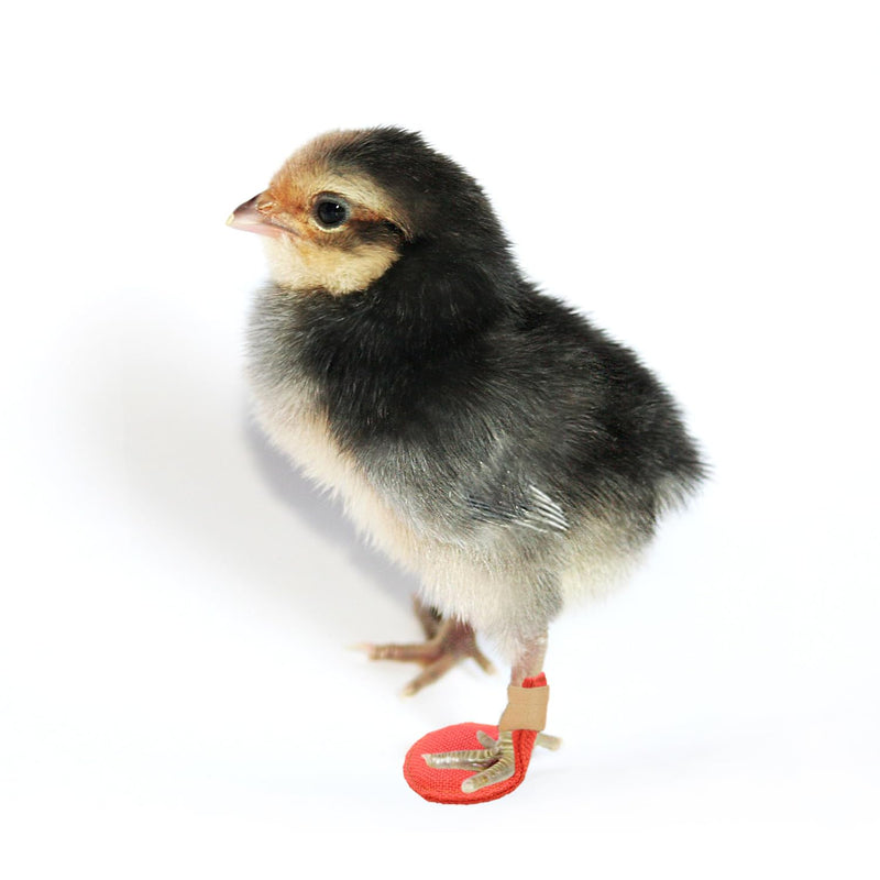 2 Pack Chick Hobble Brace Chick Splay Leg Brace for Newly Hatched Chicks Baby Goslings Juvenile Birds - PawsPlanet Australia