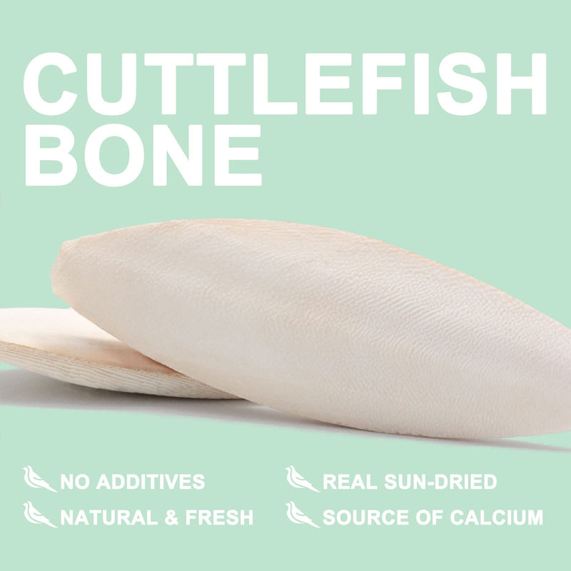 Natural Cuttlebone for Birds Parakeets Canaries Cockatiels Small Conures Mynahs Toucans African Greys All Parrots Snails Totoise, with Holder for Bird Cage (3.9-4.5",2PCS) 4-5 Inch (Pack of 2) - PawsPlanet Australia