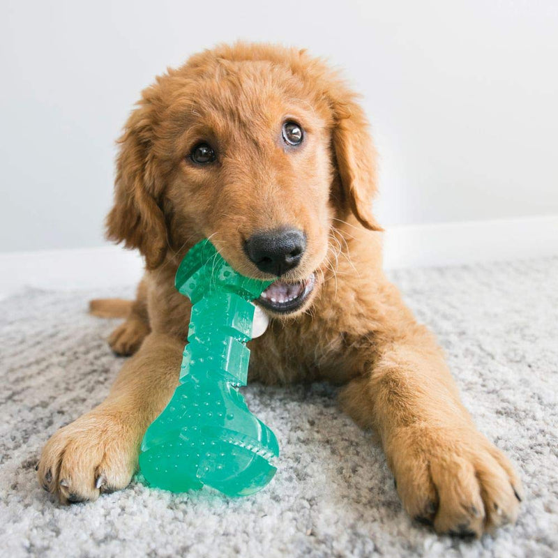 KONG - Squeezz Dental Stick - Unique Flexible Texture, Teeth and Gum Cleaning Dog Toy - for Medium/Large Dogs - PawsPlanet Australia