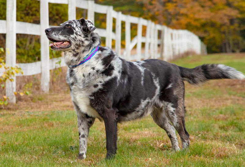 Large Dog Collar by Lupine 1" Wide Ripple Creek Design adjusts from 16" to 28" - PawsPlanet Australia