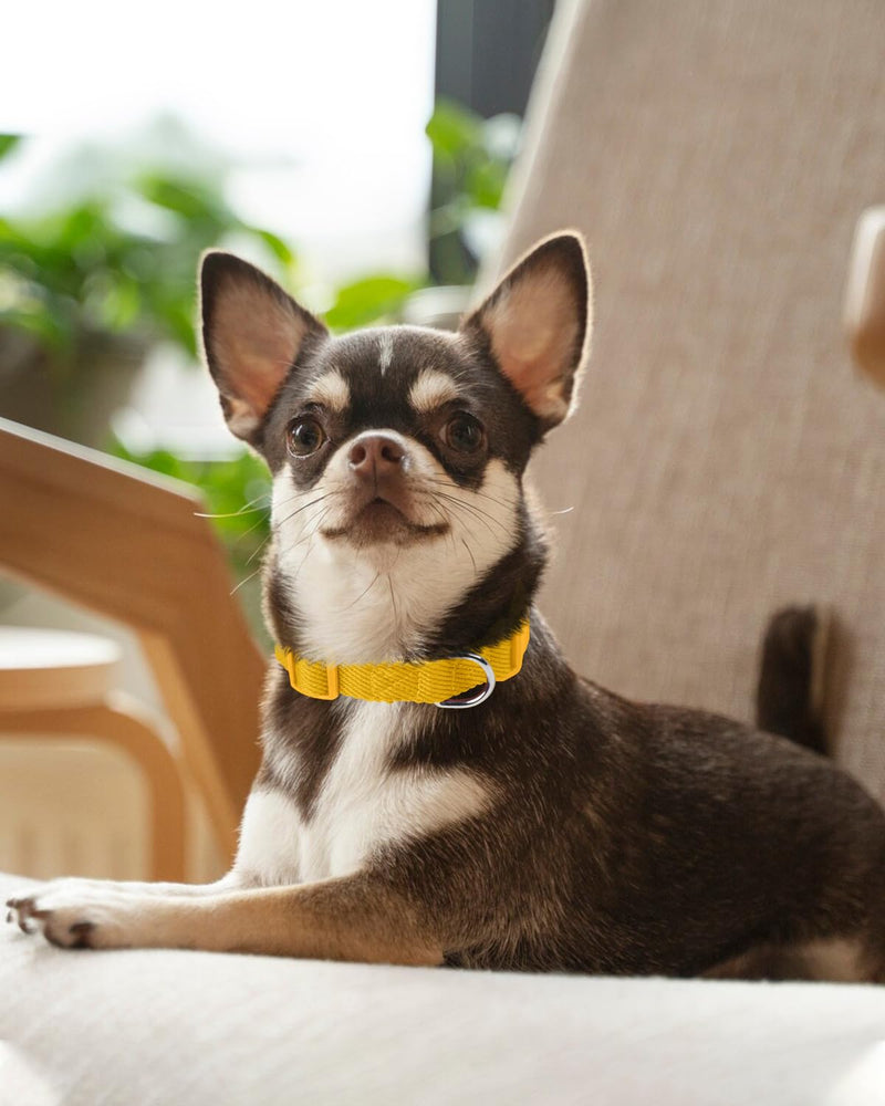 Dynmeow Soft and Breathable Cotton Dog Collar, Durable Adjustable Pet Collar with Quick-Release Buckle, Lightweight for Sensitive Skin for Puppies and Extra-Small Dogs, Yellow, Xs X-Small (Length:8-12")