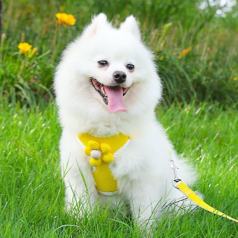 No-Pull Small Dog Harness with Leash Set, Cute Flower Vest, Escape-Proof & Breathable for Puppy Walking,Soft & Lightweight Pet Lead (Yellow, S fits 4-6lb) Yellow - PawsPlanet Australia
