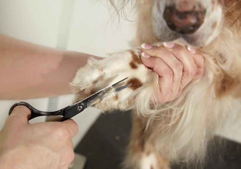 Andis Straight Shears, Right-Handed, Professional Dog and Cat Grooming Straight Shear - PawsPlanet Australia