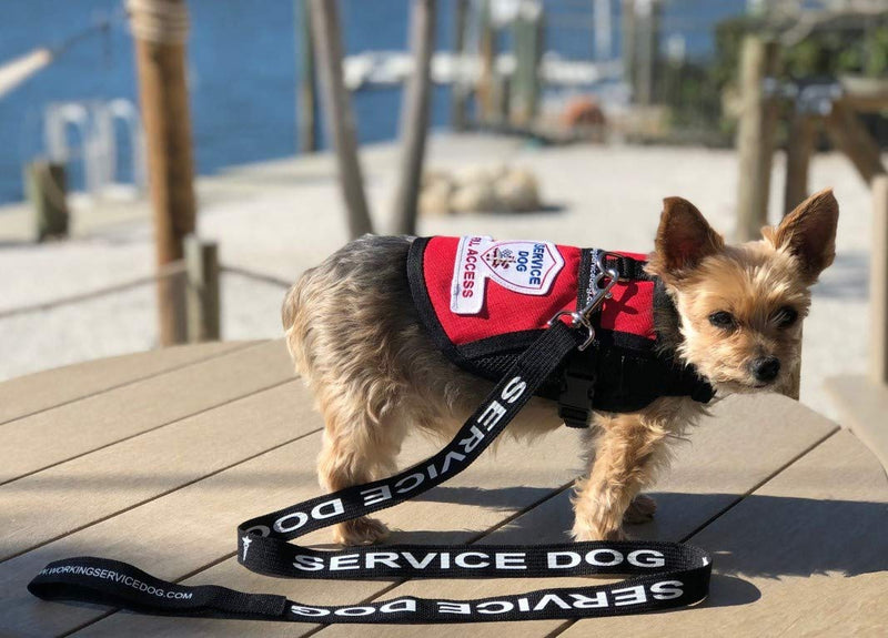Service Dog Leash - Includes 5 Federal Law Handout Cards - Can Be Used with or Without a Service Dog Vest - PawsPlanet Australia