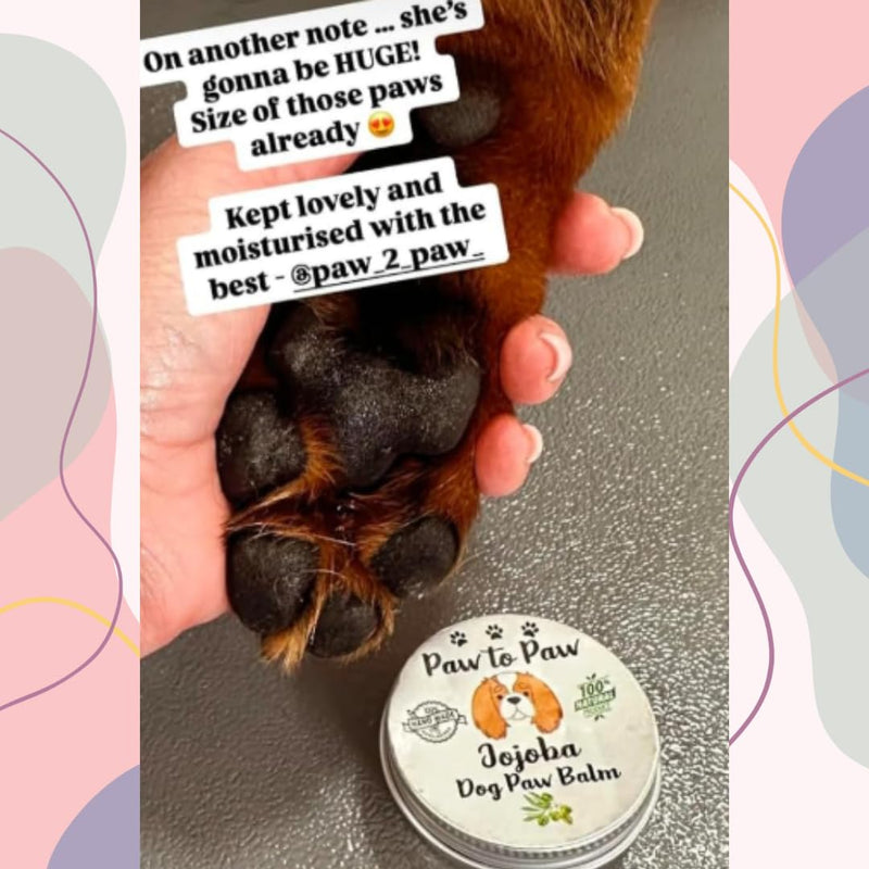 Dog Paw & Nose Balm – Jojoba Infused, Alcohol Free, Natural Lick-Safe Paw Protector for Cracked Pads & Dry Nose, Softening Jojoba Oil Moisturiser for Daily Grooming,30ml (Medium) Medium