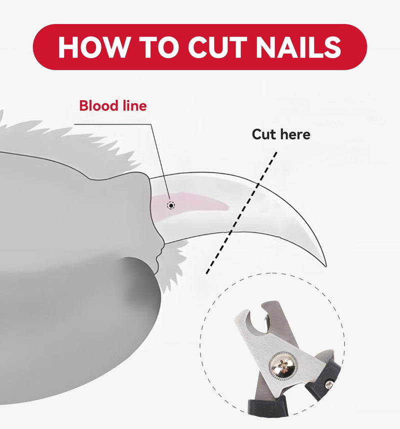 QMWG 12 X 4 CM Dog Nail Clippers for Small Dogs, Ultra Sharp Stainless Cat Nail Clippers with Guard for Large to Medium Dogs, Cats, Rabbits and Guinea Pigs, Free Nail File - PawsPlanet Australia