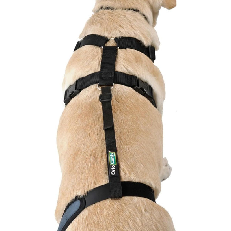 Ortocanis - Knee Brace Fastening Belt for Dog - Prevents Slippage - Improves Stability and Recovery - Size Harness + Leash: L 69-96 cm Belt for Knee Brace Size L (27-37")