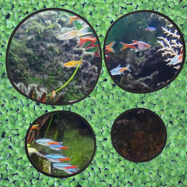 5 Pcs Black Aquarium Floating Plant Corral, Fish Feeding Rings, Floating Plant Rings,5 Sizes Duckweed Foam Floating Plant Corral Food Feeding Rings for Fish Tank, Keeping Floating Plants in Place - PawsPlanet Australia