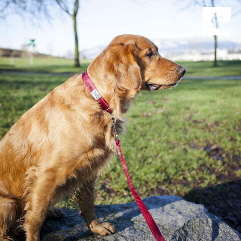 RC Pet Products Primary Collection Active Dog Leash, 3/4", Red 3/4" Wide - PawsPlanet Australia