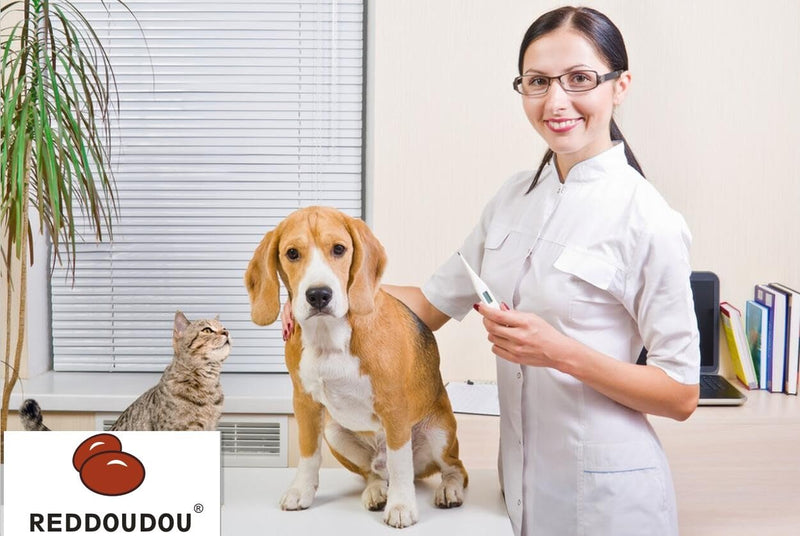 Digital Pet Thermometer for Accurate Fever Detection, Suitable for Cats/Dogs/Horse/Veterinarian, Waterproof Pet Thermometer, Fast and Accurate Measurements in 20 Seconds (Orange) Orange - PawsPlanet Australia