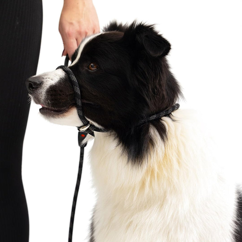 EZYDOG Luca Lead | 1.7m, Climbing Rope, All-In-One, One-Size-Fits-All, Easy to Slip On, No Harness or Collar Needed (Blue) Blue