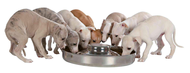Trixie Puppy Stainless Steel Bowl, 38 cm Dia - PawsPlanet Australia