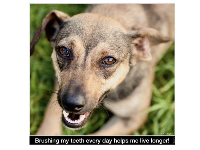 Brush My Teeth Big Dog Toothbrush, Rounded Brush Head with Soft Flexible Bristles for Safe and Gentle Brushing for Dogs, Any Large Breed or Puppy, Daily Brushing Adds Years of Healthy Life - PawsPlanet Australia